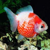 ddos网页在线攻击